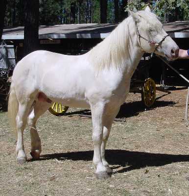 CAL AMERICAN CREM SI ALB